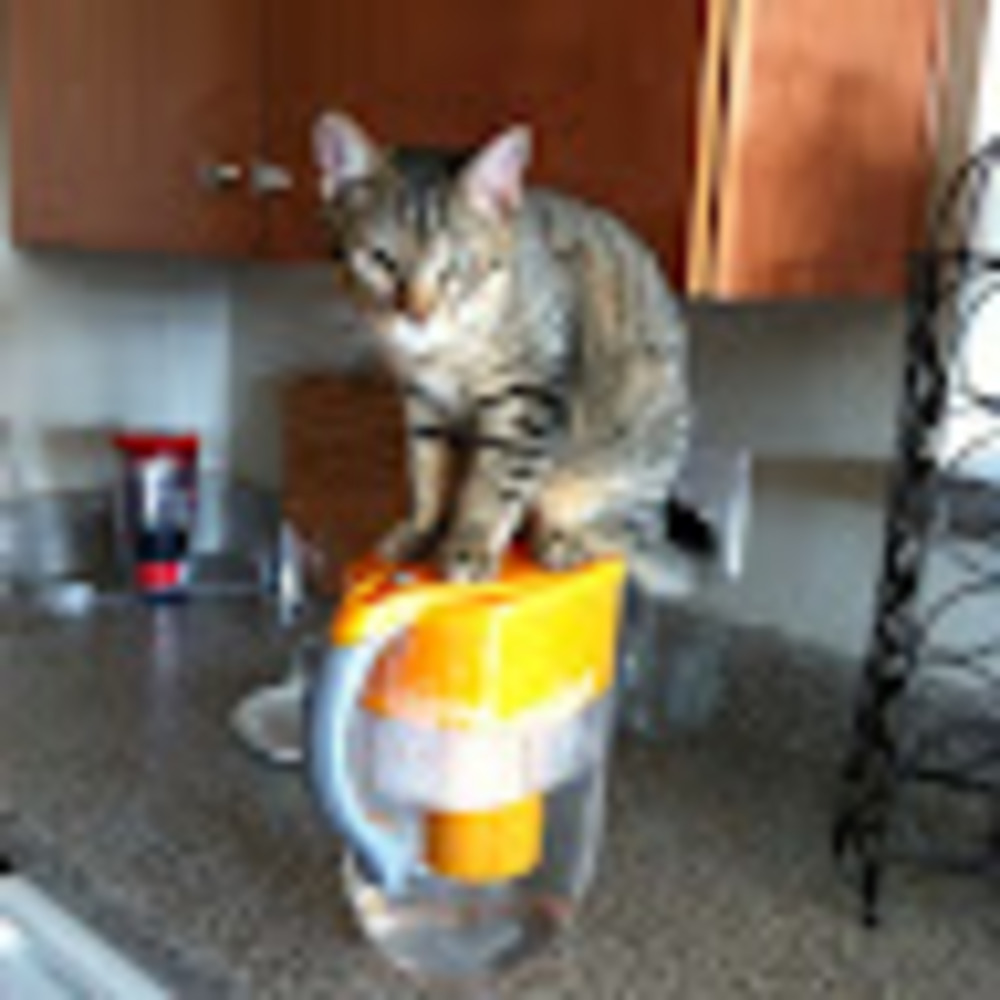 Meet your Posher, Nida